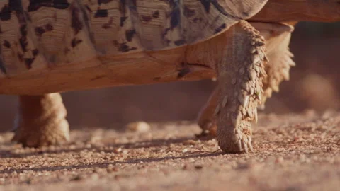 Close up of a leopard tortoise's legs as it is walking on sand Stock Footage 261025656
