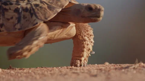 Close up of a leopard tortoise's lower body as it walks on sand Stock Footage 261025594