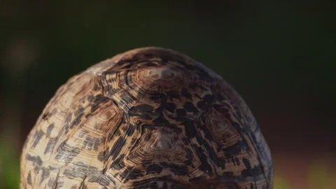 Close up of a leopard tortoise's shell pattern as it walks Stock Footage 261025590