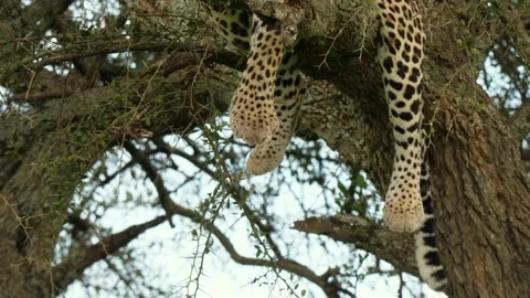 Close up of leopard in tree Stock Footage 133845547