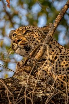 Close up of a Leopard in a tree. Stock Photos