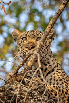 Close up of a Leopard in a tree. Stock Photos