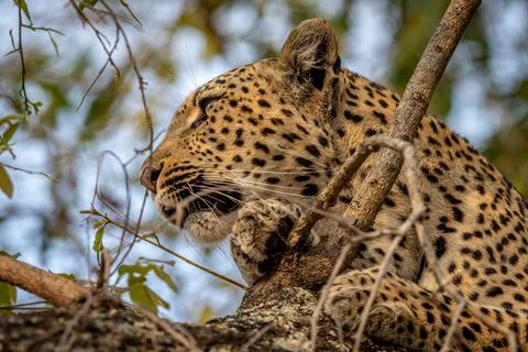 Close up of a Leopard in a tree. Stock Photos