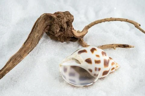 A close-up of a Leopard Volute shell on a white sand Foto stock