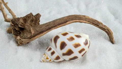 A close-up of a Leopard Volute shell on a white sand Stock Photos