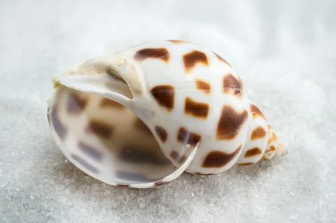 A close-up of a Leopard Volute shell on a white sand Foto stock