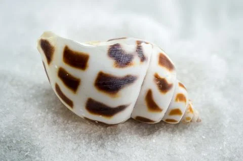 A close-up of a Leopard Volute shell on a white sand Stock Photos