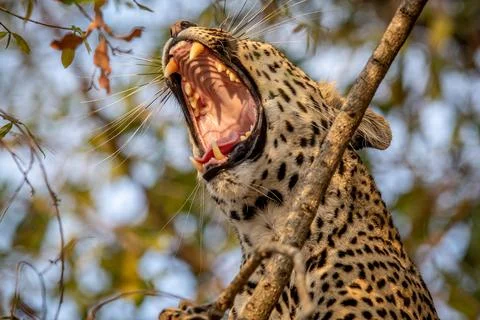 Close up of a Leopard yawning in a tree. Stock Photos