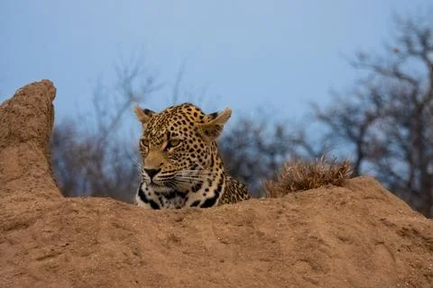 Close Up of a Leopard's Head and Face Looking Left Lying on a Termite Mound.. Stock Photos