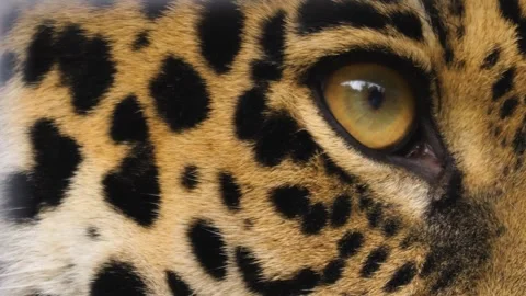 Close up of a leopards head  Stock Footage 261244381