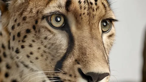 Close-up of a leopards piercing eyes looking sideways Video stock 316699163