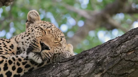 Close up of leopard's spotted face as it naps in tree during the day Stock Footage 303945469