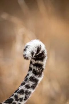 Close up of a Leopard's tail in Kruger. Stock Photos