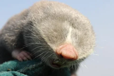 Close up of lesser mole rat head ( Spalax leucodon ) Stock Photos
