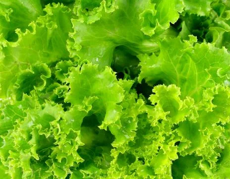 Close up lettuce background texture Stock Photos