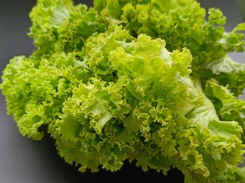 Close up lettuce on black background. selected focus Side view. Stock-Fotos