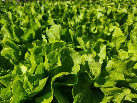 Close-Up of Lettuce Field Stock Photos
