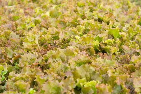 Close up of lettuce leaf texture Stock Photos