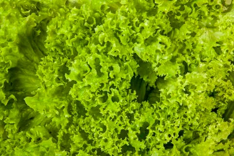 Close up of Lettuce Leaves Patterns and Textures Stock Photos