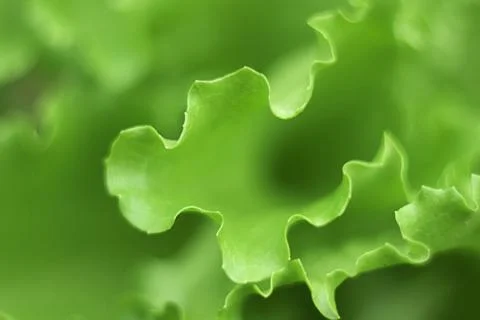 Close Up of a lettuce leaves Stock Photos