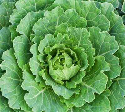 Close up of lettuce Stock Photos