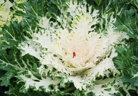 Close up of lettuce Stock Photos
