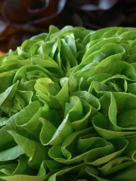 Close-up of lettuce Stock Photos