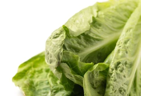 Close up of Lettuce Stock Photos