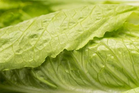 Close up of Lettuce Stock Photos