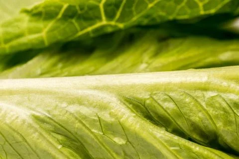 Close up of Lettuce Stock Photos