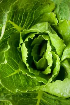 Close up of a lettuce 스톡 사진