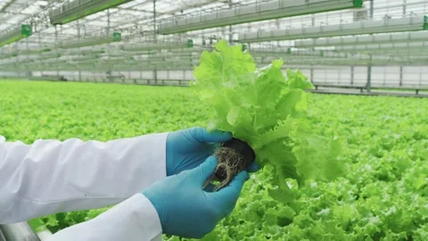 Close-up of lettuce plant with root system grown in hydroponic system in modern Stock Footage 279579919