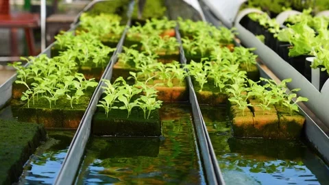 Close-up of lettuce seedlings growing in a hydroponic system Stock Footage 320227946