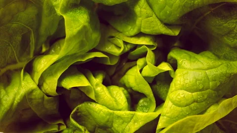 Close Up Of Lettuce Spinning In The Dark Stock Footage 94665489