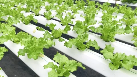 Close up of lettuce vegetable in hydroponics farming Stock Footage 327774838
