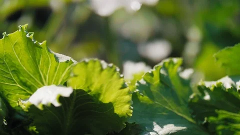Close up of lettuce's leaves  Video stock 112181462