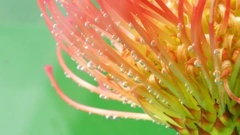 Close up of Leucospermum flower underwater with tiny bubbles of air. Stock Stock Footage 182063814