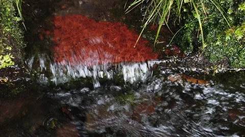 Close up of "Levada", small water channel, in "25 Fontes" footpath 스톡 동영상 115184017