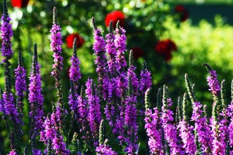 A close up of a levander field Stock Photos