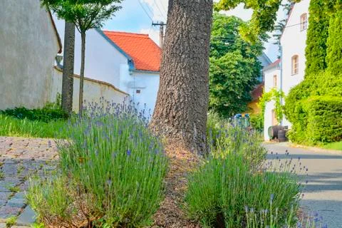 Close-up of levanders. Rustic background. Beautiful country scenery Stock-Fotos