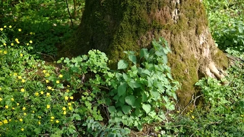 Close up of lichen and moss growing on bark of a tree trunk in the autumn. Video stock 132346149