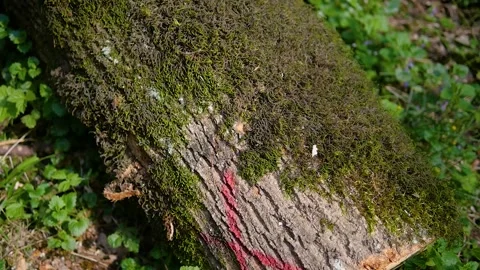Close up of lichen and moss growing on bark of a tree trunk 動画素材 132346204