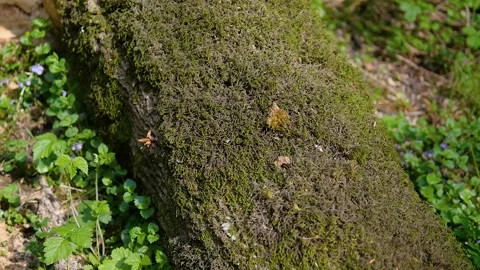 Close up of lichen and moss growing on bark of a tree trunk Video stock 132346260