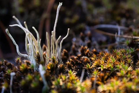 Close-up of Lichen and Moss Stock Photos
