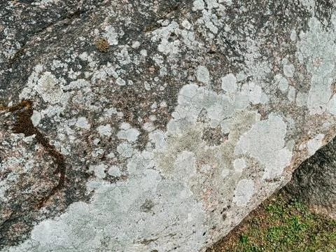 Close-Up Lichen Covered Rock Texture Natural Abstract Background Fotos de archivo
