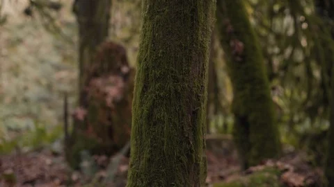 Close Up - Lichen growing on Pacific Northwest Tree Stock Footage 99804280