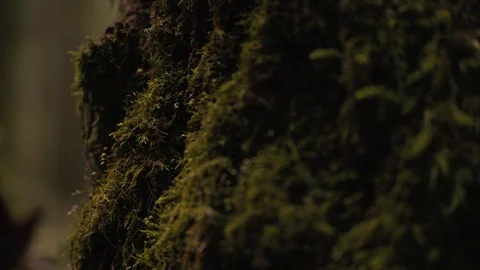 Close Up - Lichen growing on Pacific Northwest Tree Stock Footage 99804314