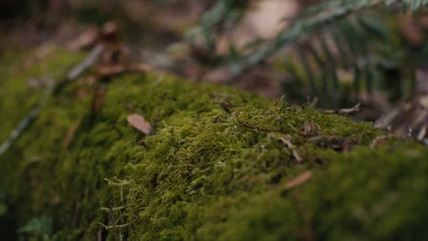 Close Up - Lichen growing on Pacific Northwest Tree Stock Footage 99804391