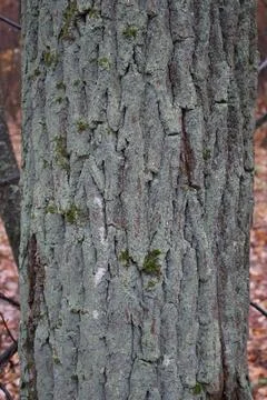 Close up of lichen growing on tree bark in forest Stock Photos