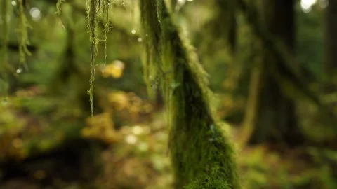 A close-up of lichen growing on a tree branch Video stock 123299841